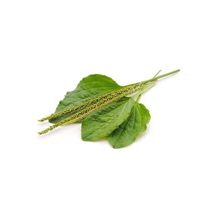HIERBA LLANTEN 